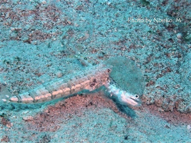 共食い_c0211615_21321557.jpg