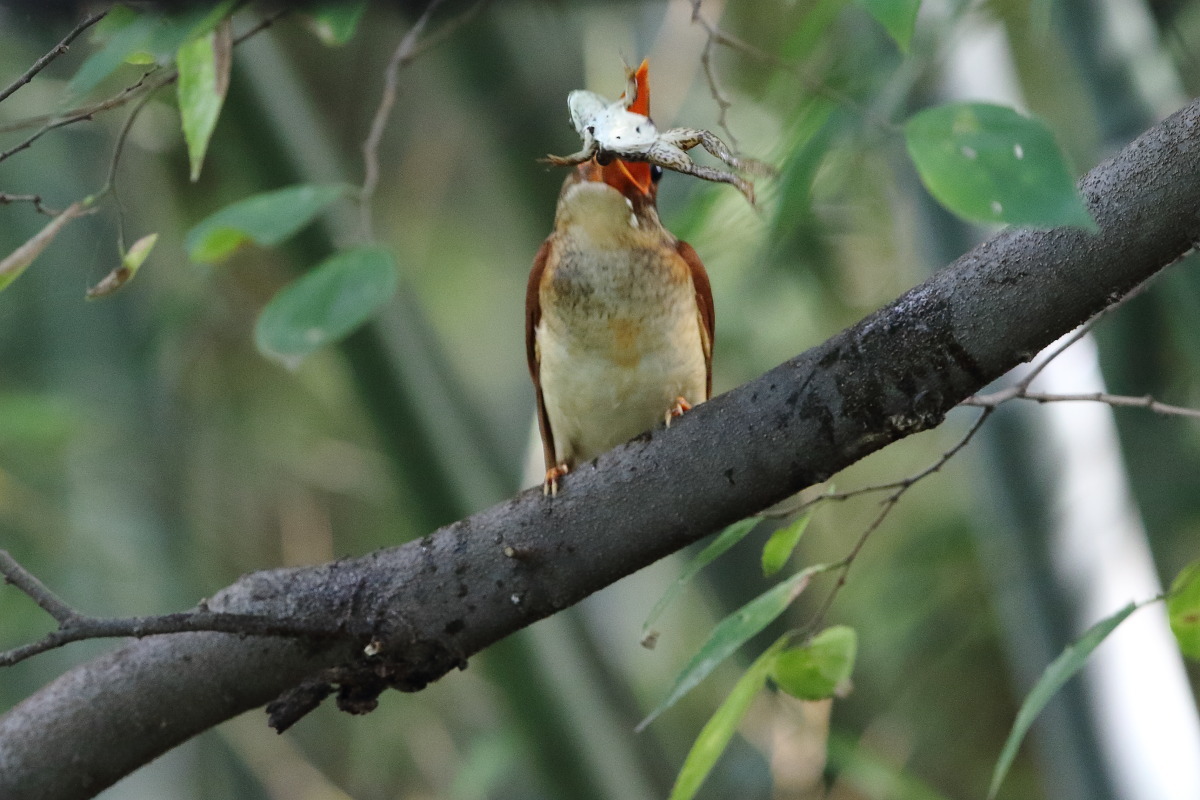 アカショウビン(幼鳥) Ⅳ 旅の栄養源_f0369315_22553628.jpg