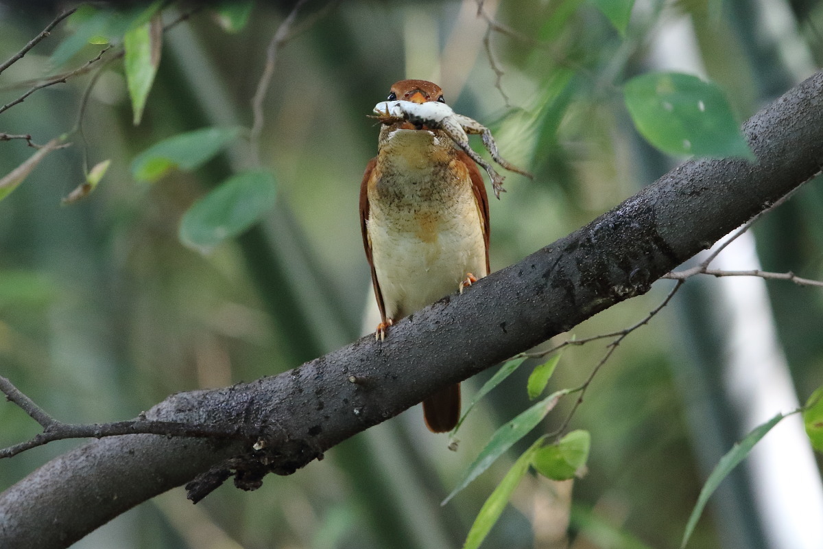 アカショウビン(幼鳥) Ⅳ 旅の栄養源_f0369315_22553631.jpg
