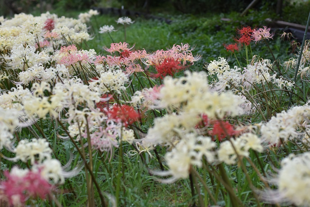 ヒガンバナのお花畑　しょうぶ園_d0065116_22374508.jpg