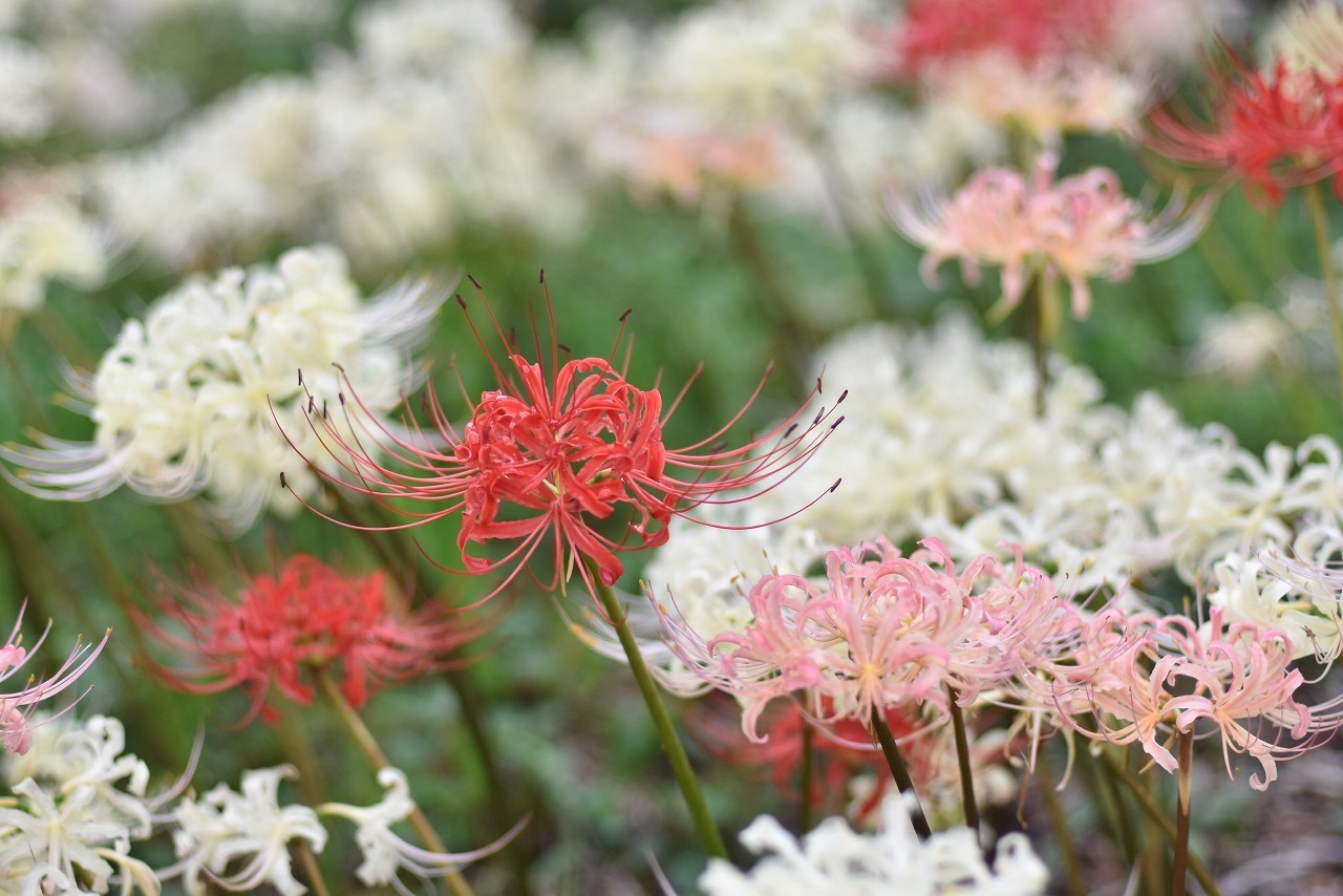 ヒガンバナのお花畑　しょうぶ園_d0065116_22405068.jpg