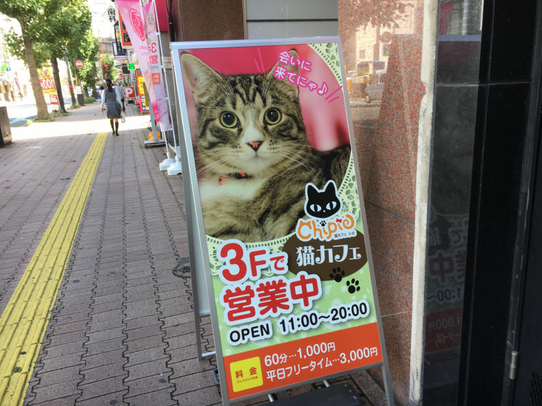 猫カフェ シピ テリトリーは高松市です