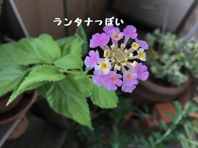 f0251618_21055605.jpg