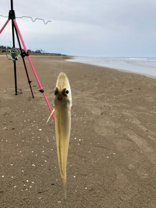 チリハマ釣行_c0113733_01534136.jpg