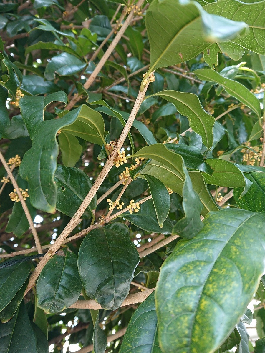 a0116538_11161372.jpg