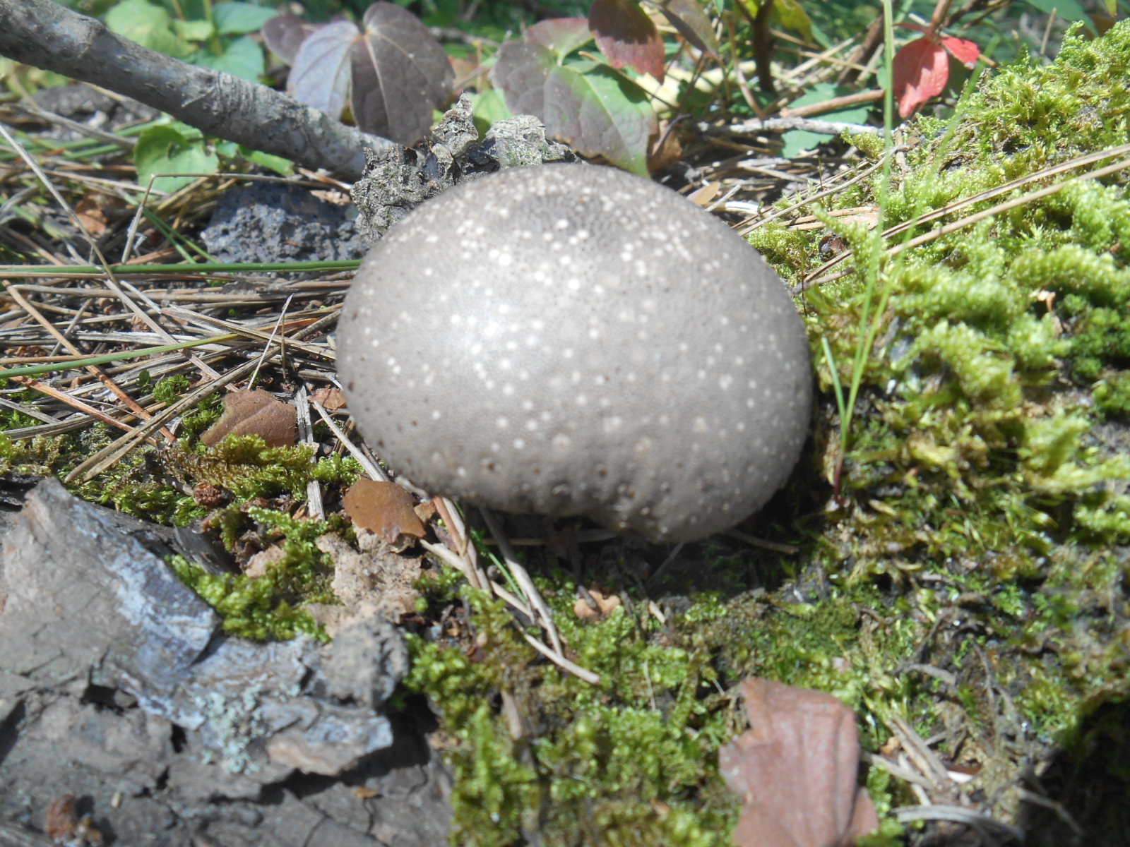 e0297347_2252313.jpg