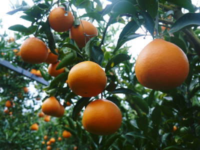 究極の柑橘「せとか」　今年はさらに収量アップの予感！匠の技で美しく、大きく、美味しく育てます(前編)_a0254656_17373547.jpg