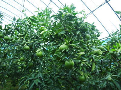 究極の柑橘「せとか」 今年はさらに収量アップの予感!匠の技で美しく、大きく、美味しく育てます(前編)_a0254656_17550173.jpg