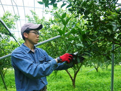 究極の柑橘「せとか」 今年はさらに収量アップの予感!匠の技で美しく、大きく、美味しく育てます(前編)_a0254656_18163807.jpg