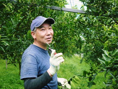 究極の柑橘「せとか」　今年はさらに収量アップの予感！匠の技で美しく、大きく、美味しく育てます(前編)_a0254656_18215035.jpg