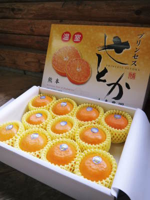 究極の柑橘「せとか」 今年はさらに収量アップの予感!匠の技で美しく、大きく、美味しく育てます(前編)_a0254656_18383174.jpg