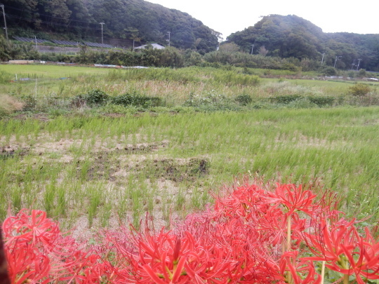 ’18,10,2(火)もぐり姫と日の出と田舎散歩!_f0060461_06355420.jpg