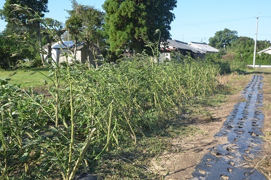 f0186462_00412633.jpg