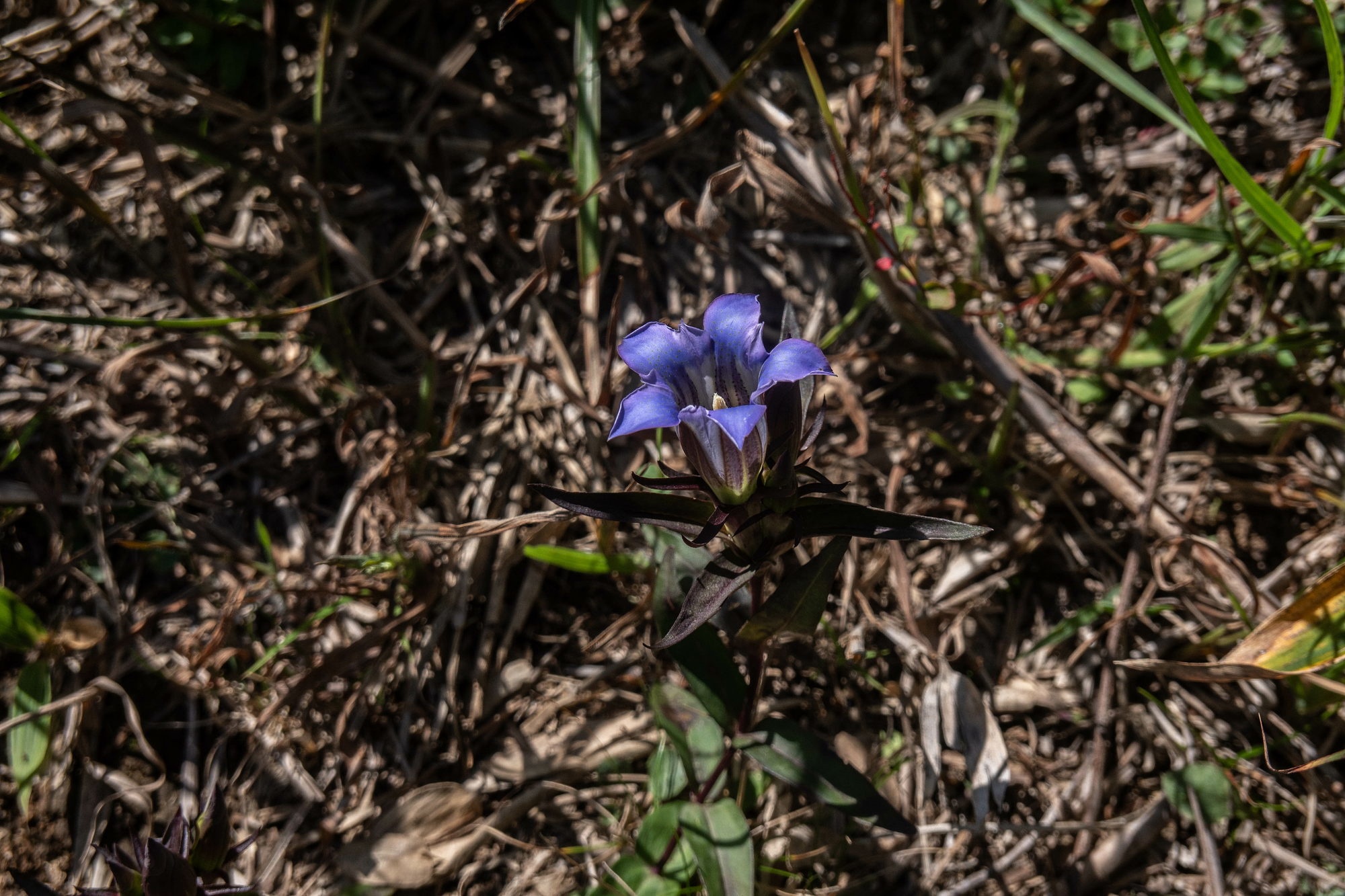 深入山の秋の花々・二_e0015567_20241915.jpg