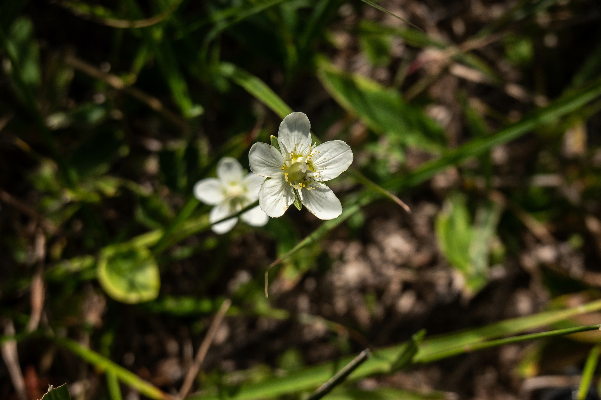 深入山の秋の花々・二_e0015567_20242988.jpg