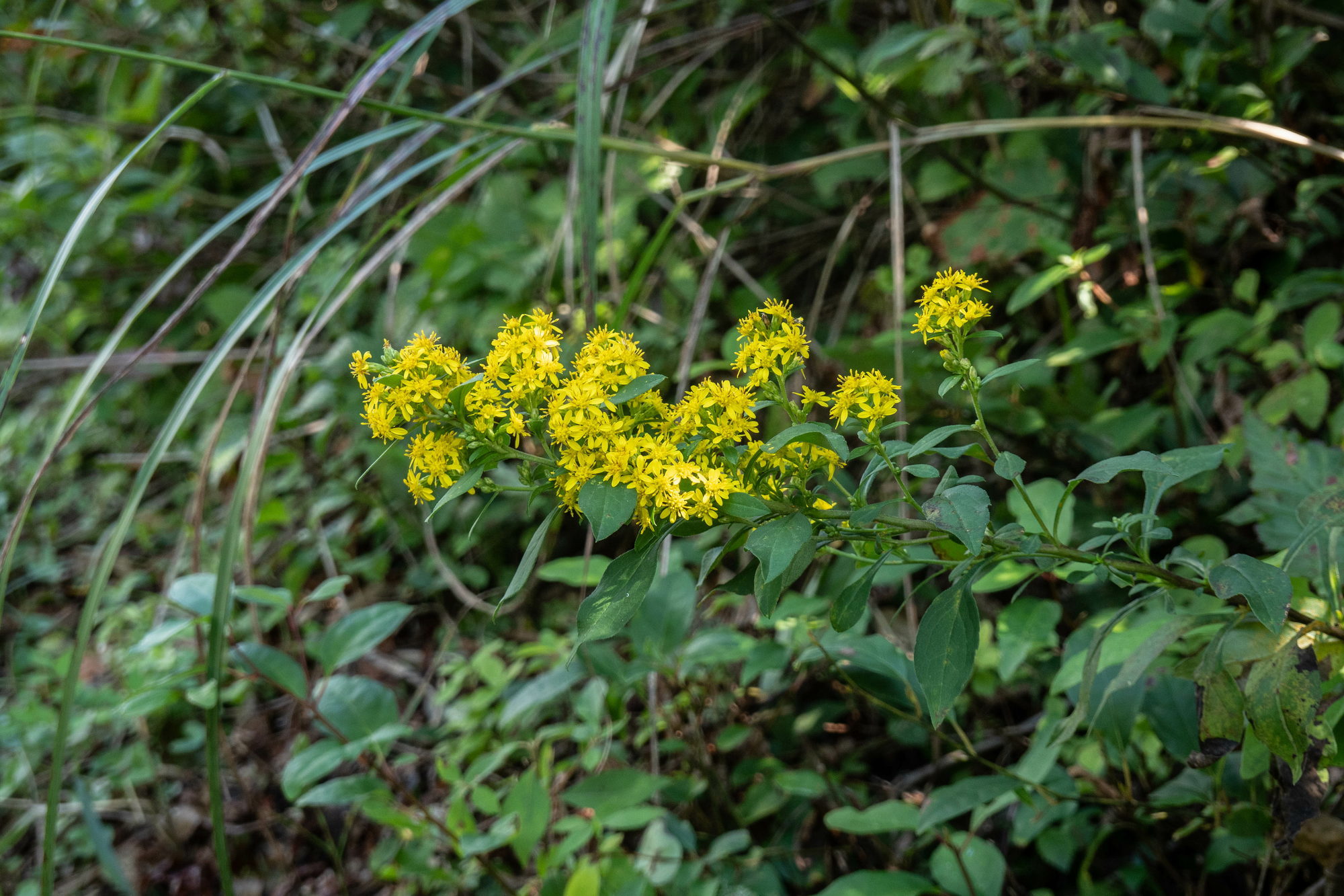 深入山の秋の花々・二_e0015567_20244880.jpg