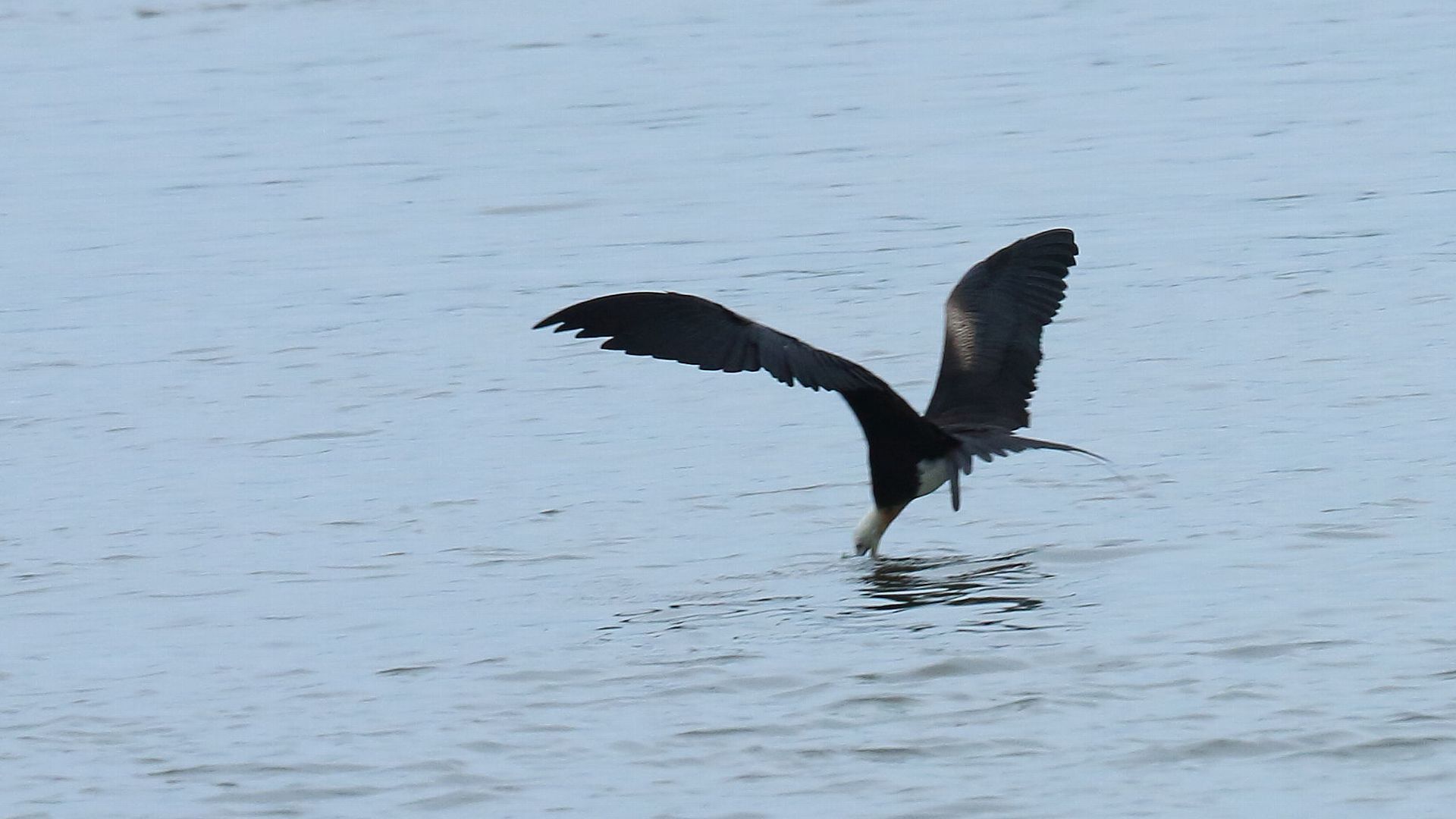 長い嘴を海面に突っ込んで魚を捕るオオグンカンドリ Life With Birds 3