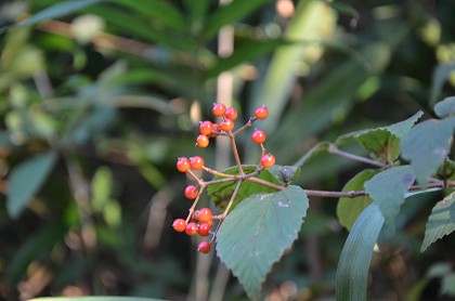 c0229483_0452155.jpg