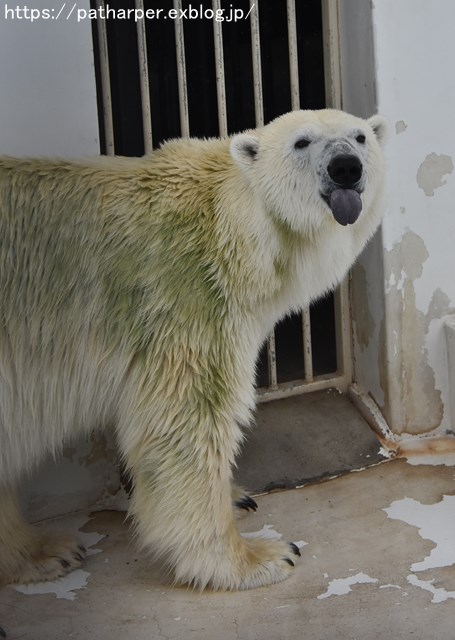 ２０１８年９月　熊本市動植物園　その２_a0052986_734443.jpg