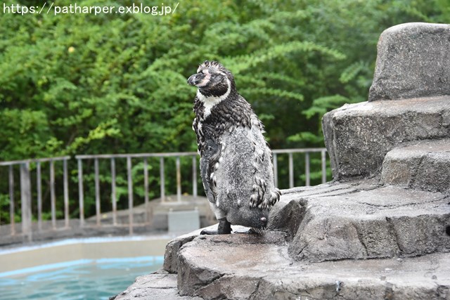 ２０１８年９月　熊本市動植物園　その２_a0052986_7411690.jpg