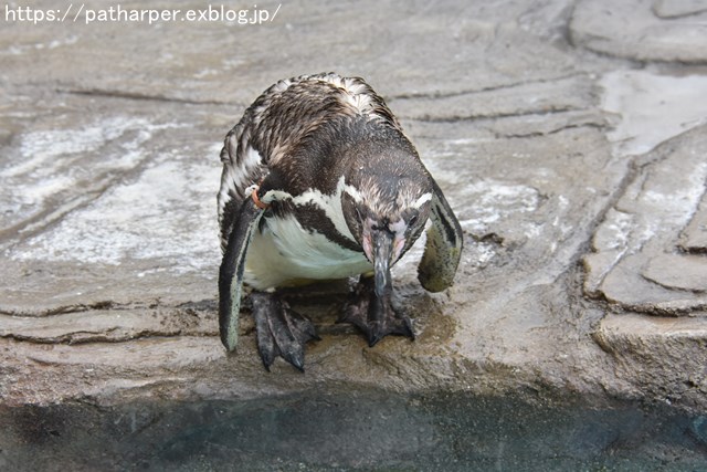 ２０１８年９月　熊本市動植物園　その２_a0052986_7471270.jpg