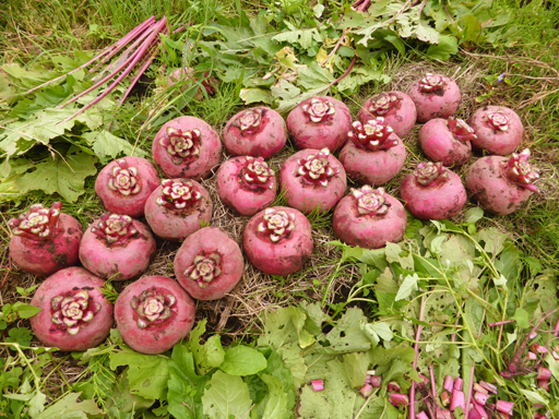 秋野菜の収穫_d0366590_17333317.jpg