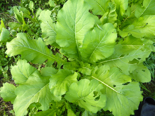 秋野菜の収穫_d0366590_17463035.jpg