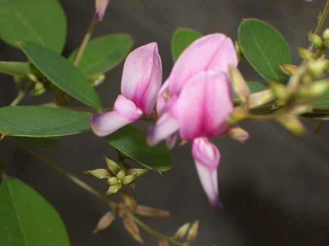 e0111299_12545982.jpg