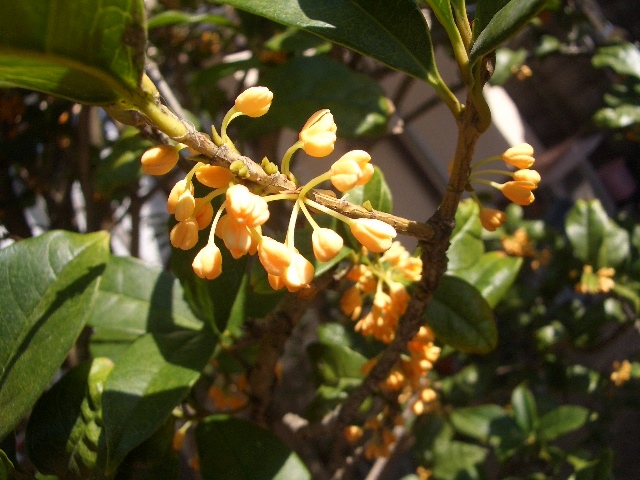 e0111299_12552709.jpg