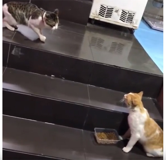 からくれない動物 124_c0072801_9335764.jpg