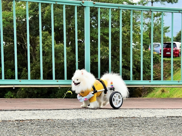 完歩_d0360206_01551229.jpg