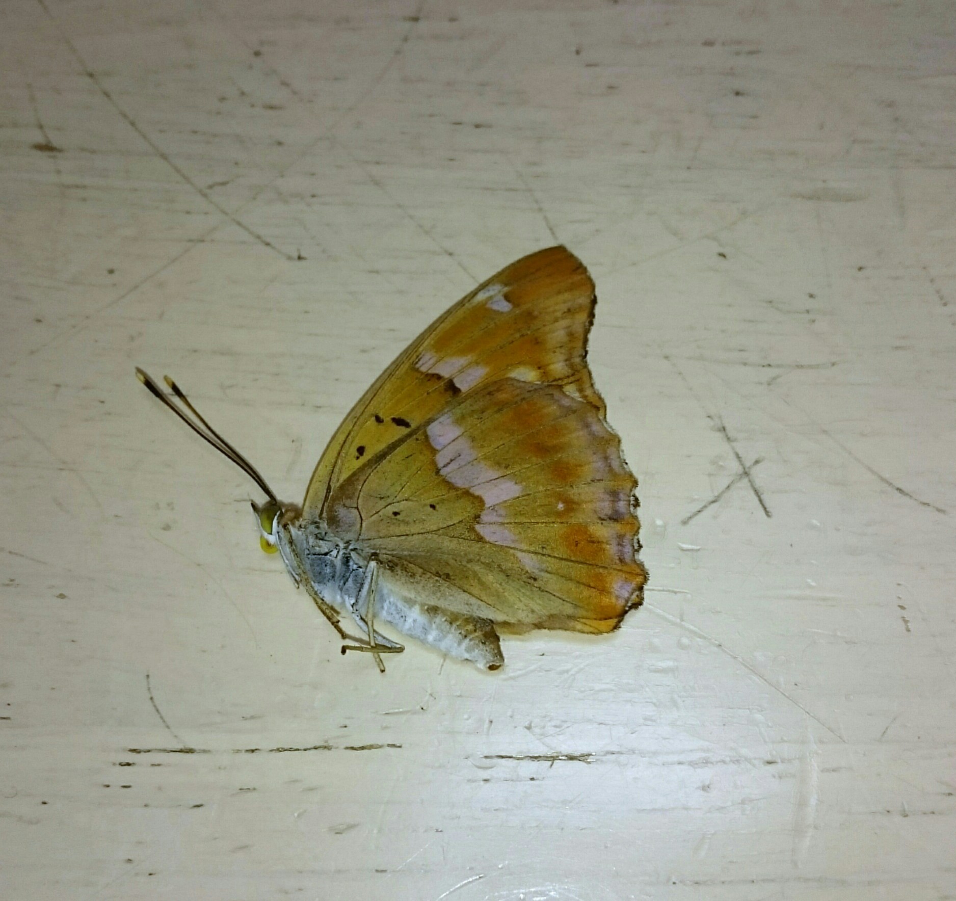 コムラサキの樹 蝶を探して コムラサキの樹 蝶を探して