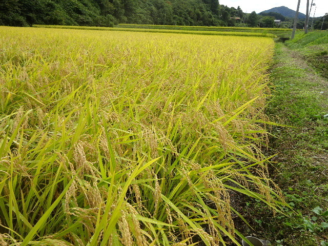 盛岡は一気に秋の気配です。_f0105112_04535456.jpg