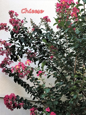 e0158121_1640251.jpg