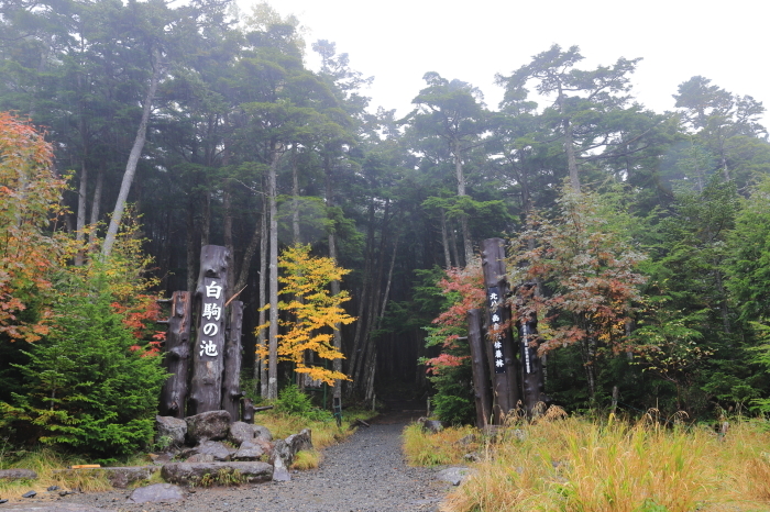 【白駒の池 】_f0348831_22332057.jpg