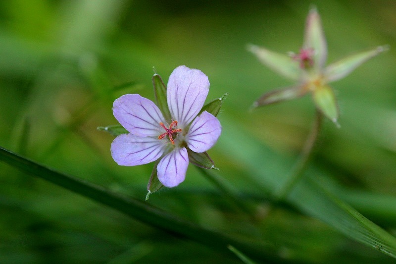 秋の花_f0327034_21544915.jpg