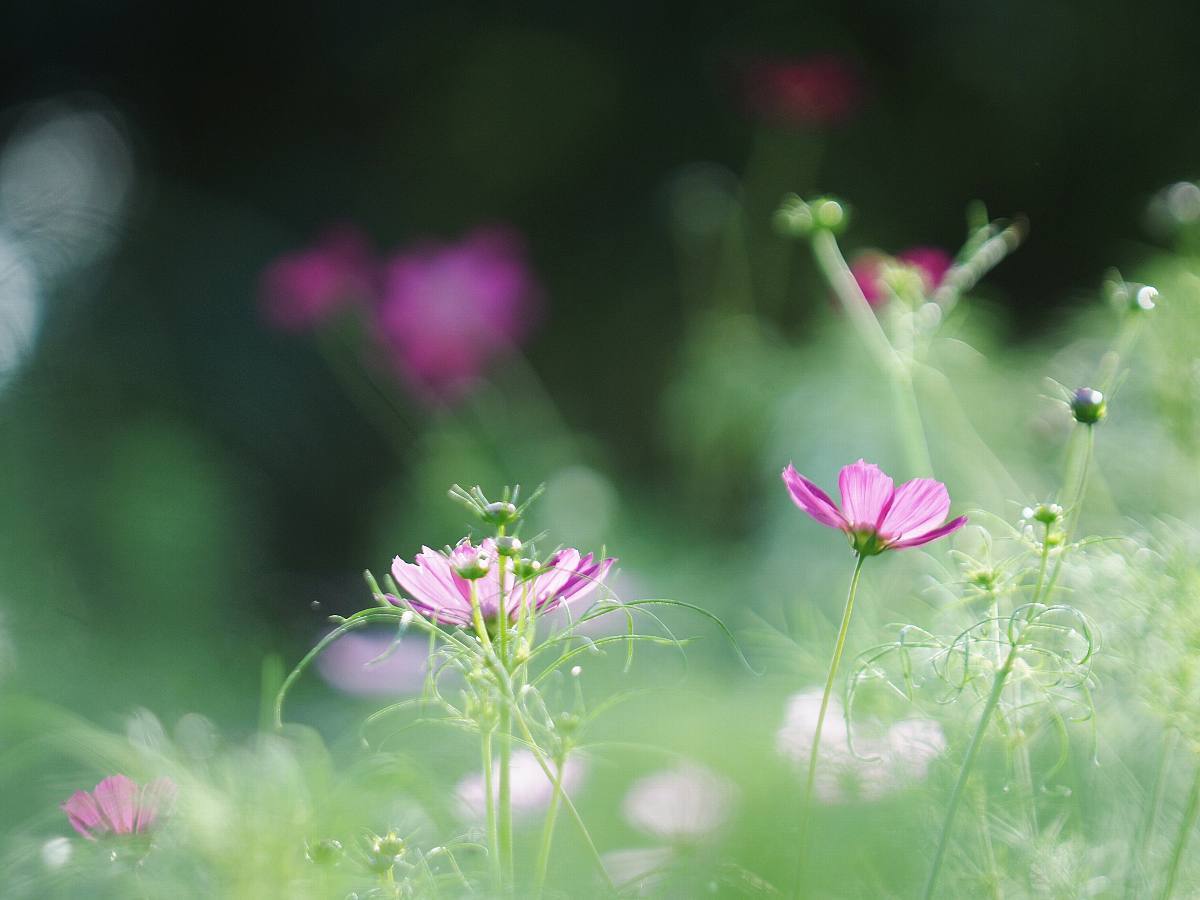 久しぶりの昭和記念公園　12_b0397244_19283353.jpg