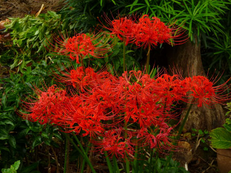 b0002549_10403471.jpg
