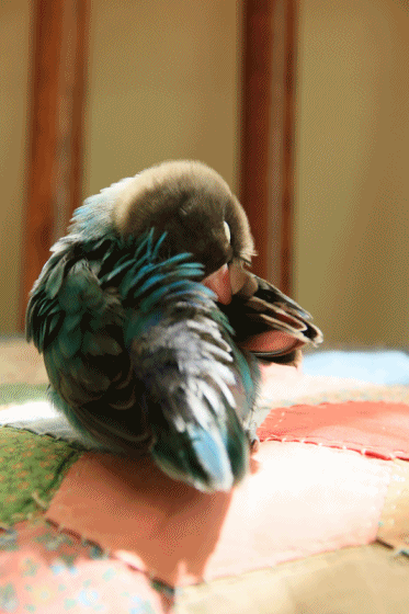 c0145250_10451026.gif