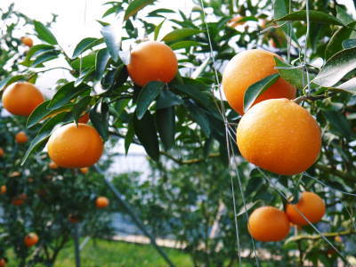 究極の柑橘「せとか」　今年はさらに収量アップの予感！匠の技で美しく、大きく、美味しく育てます(後編)_a0254656_19335202.jpg
