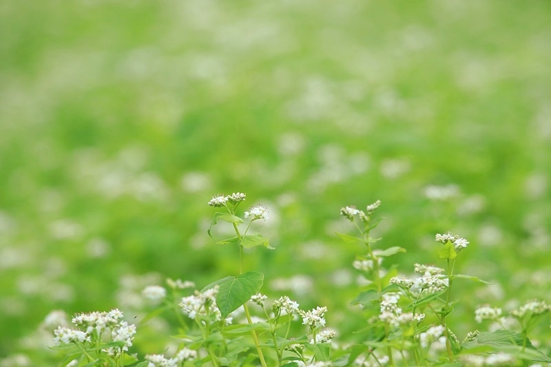 可憐な蕎麦の花♪_a0167759_2359367.jpg