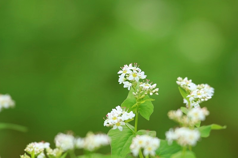 可憐な蕎麦の花♪_a0167759_2359494.jpg