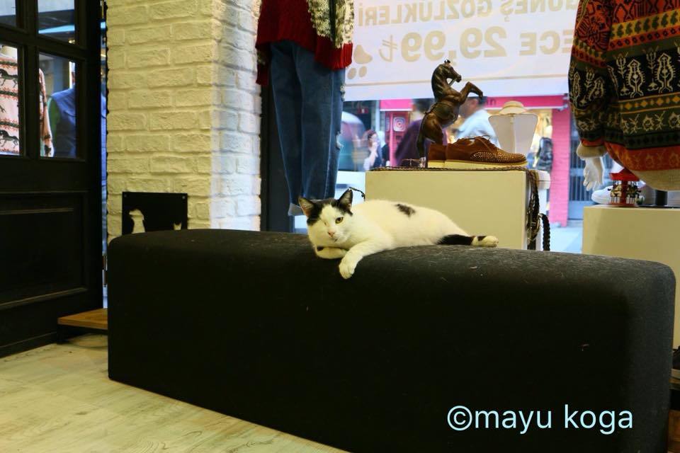 ニャン児だらけの幼稚園と片目店長_e0255060_15321301.jpg