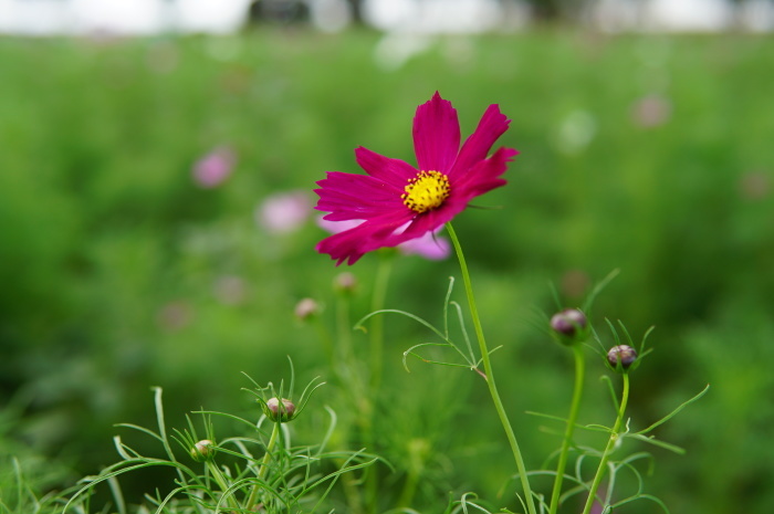 コスモス☆秋桜　あけぼの山農業公園_d0152261_21390993.jpg