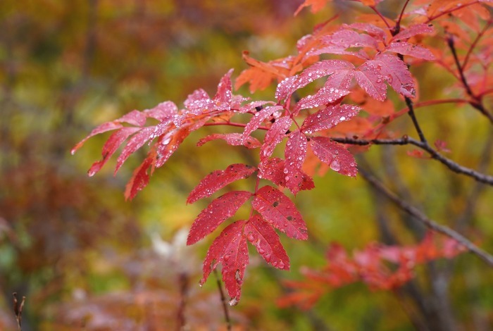 大雪山一の紅葉スポット、銀泉台_b0173867_22093529.jpg