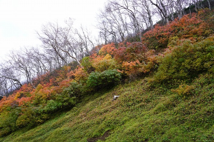 大雪山一の紅葉スポット、銀泉台_b0173867_22105517.jpg