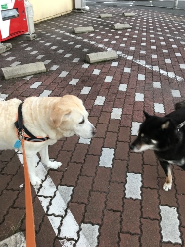 f0315081_22023837.jpeg