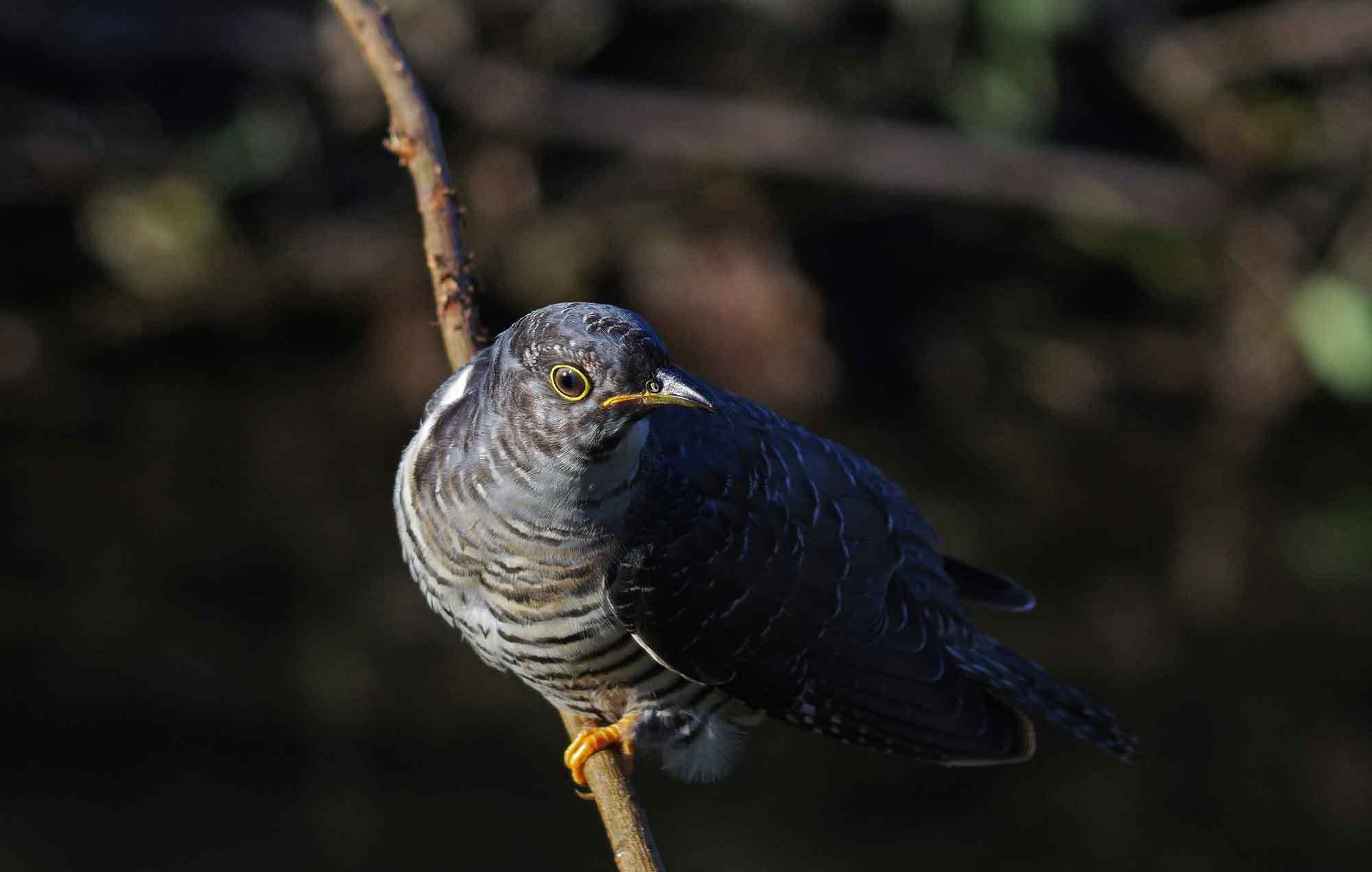 2018年　　10月　　野鳥_c0176183_12474301.jpg