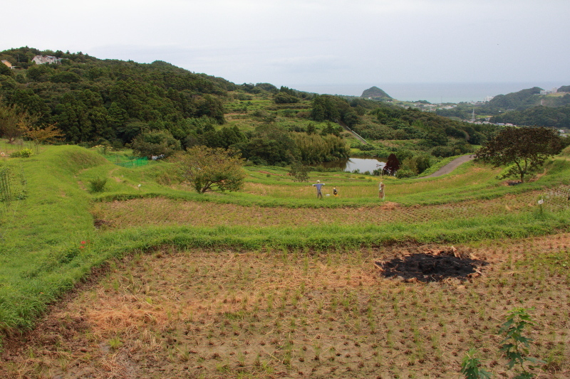 鴨川市　海の見える二子棚田_e0165983_10191197.jpg