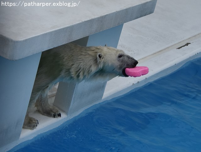 2018年9月 熊本市動植物園 その3_a0052986_73410100.jpg